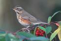 IMG_5163 Redwing.JPG